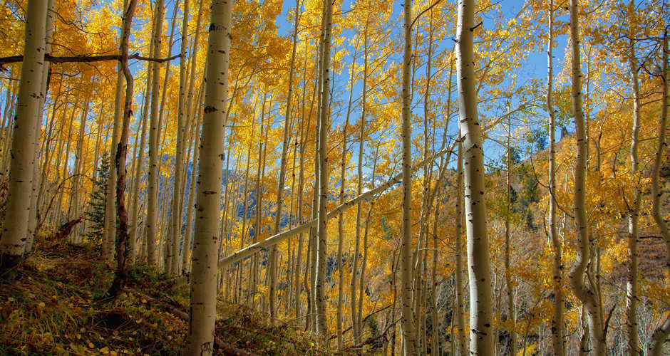 Forest of quaking aspen trees in Utah, along Alpine Loop, Wasatch Mountain Range | family activities Utah.