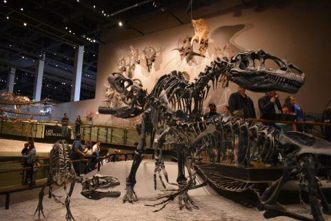 Natural History Museum Of Utah: A Must See - Seven Slopes