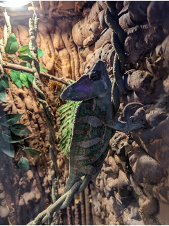 Image of Chameleon at Hogle Zoo in Salt Lake City 