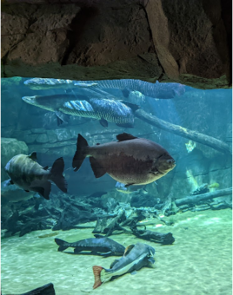 Image of Fish Tank in Draper, Utah