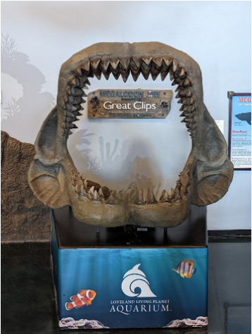 Shark Skelton at Aquarium in Draper, Utah