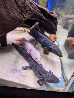 Image of Salamander at Hogle Zoo in Salt Lake City