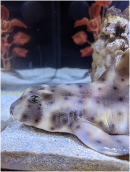 Image of Shark at aquarium in Draper, Utah